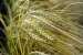 Sבµ�orim ג€“ 4-rowed barley; Horedeum vulgare
